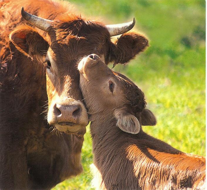 mother-and-calf-cows